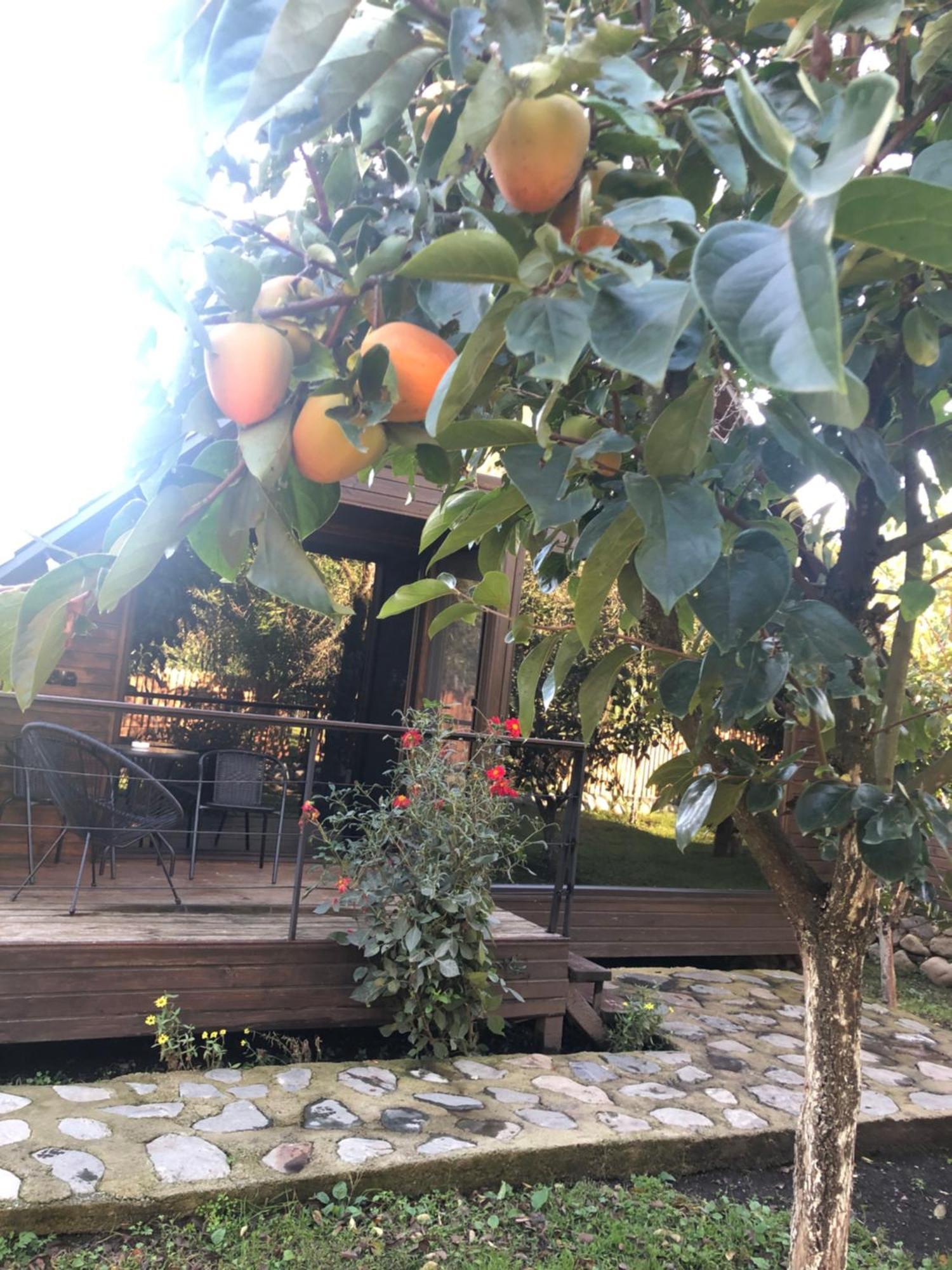 Wood House לאגודחי מראה חיצוני תמונה